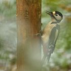 Winterbeginn im Hintertaunus: Der Buntspecht 01