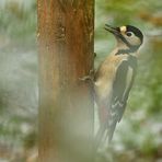 Winterbeginn im Hintertaunus: Der Buntspecht 01