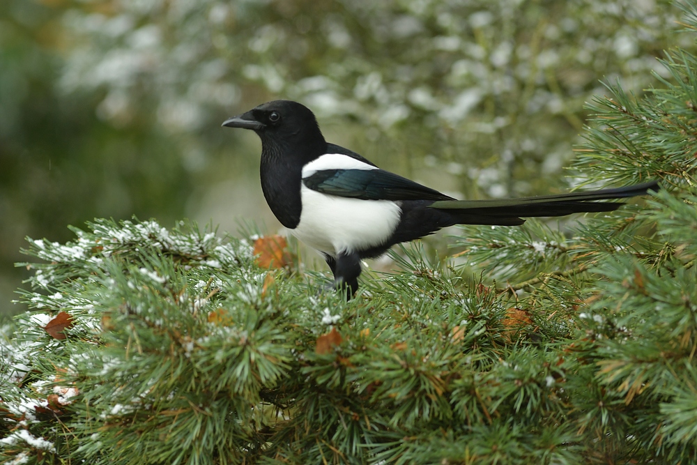 Winterbeginn im Hintertaunus: Die Elster