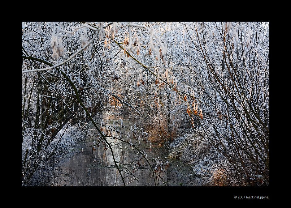 Winterberkel in der Morgensonne