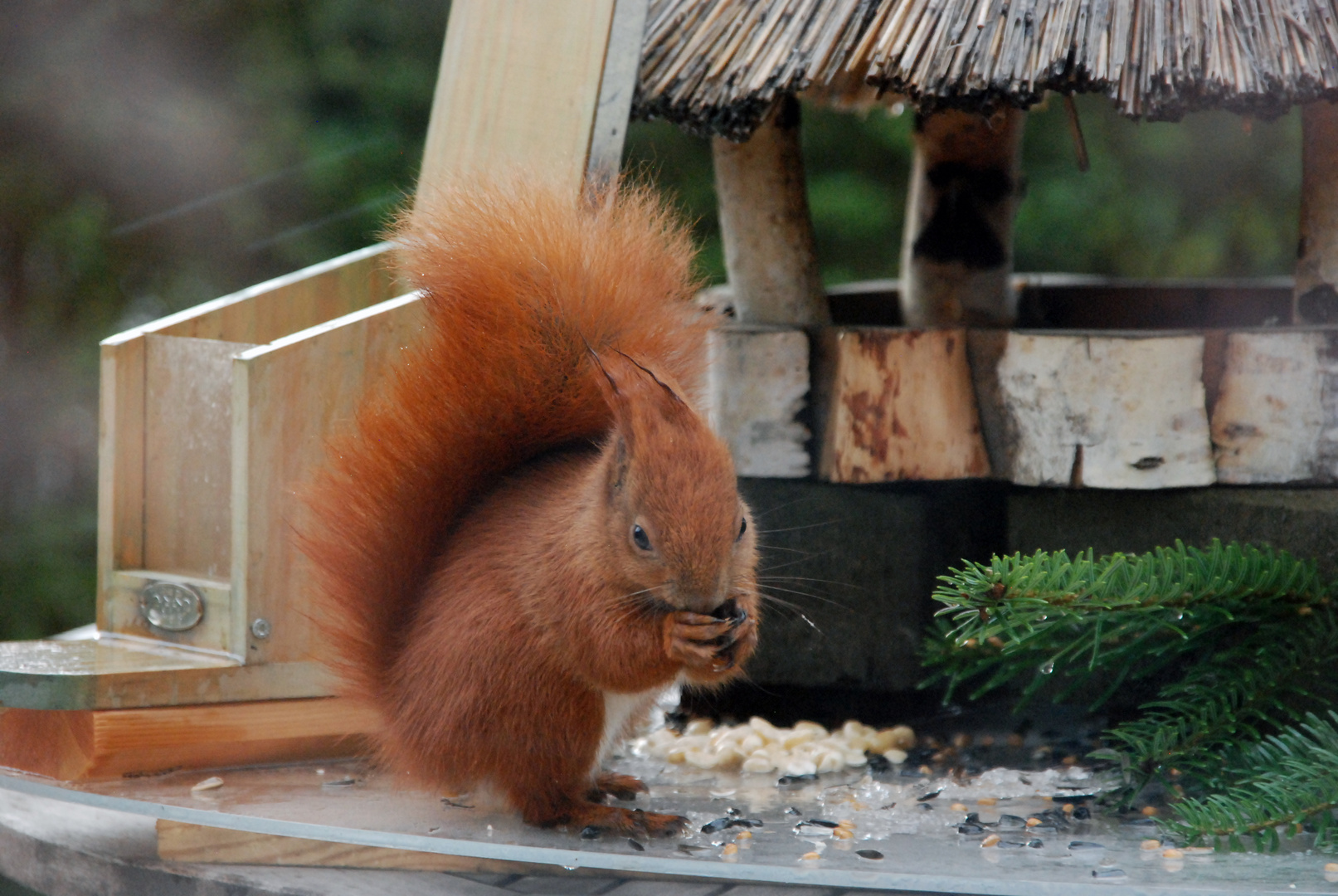 Winterbesuch III