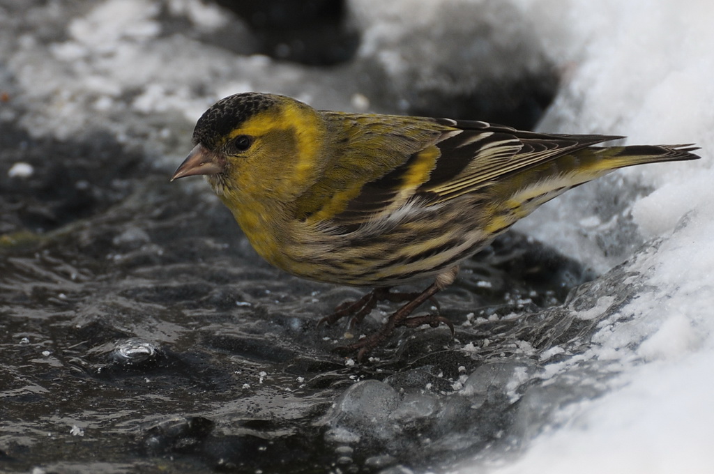 Winterbewohner