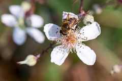 Winterbienchen