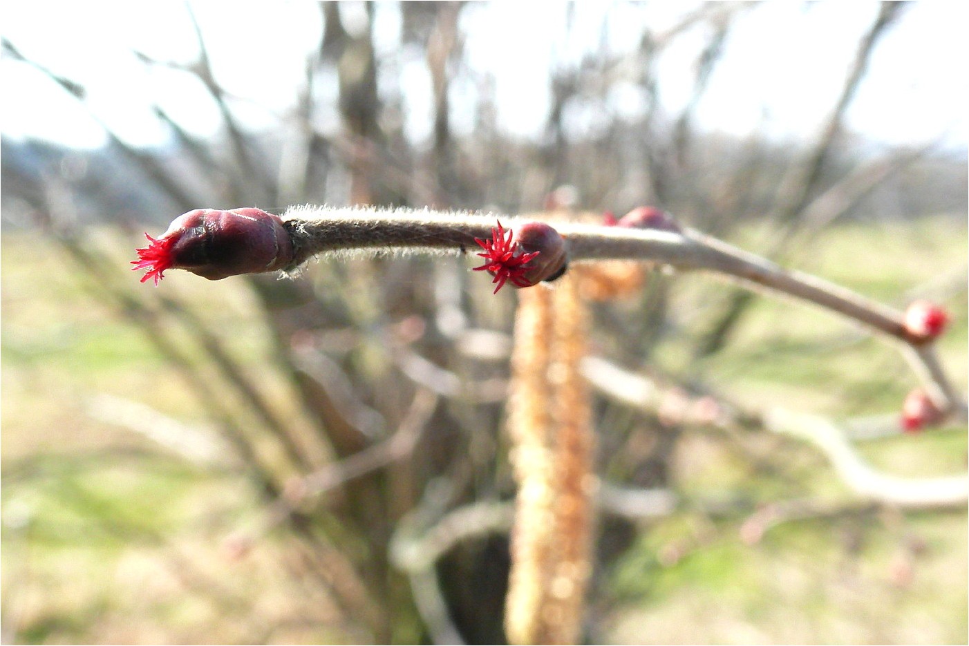 "Winterbild" (2)