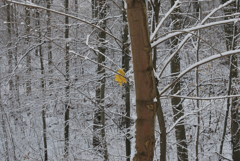 Winterbild gelb