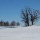 Winterbild mit Baum