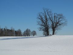 Winterbild mit Baum