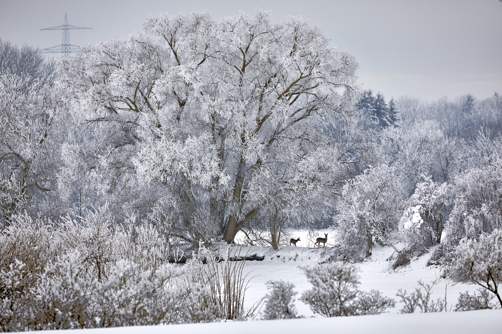 Winterbild mit Reh