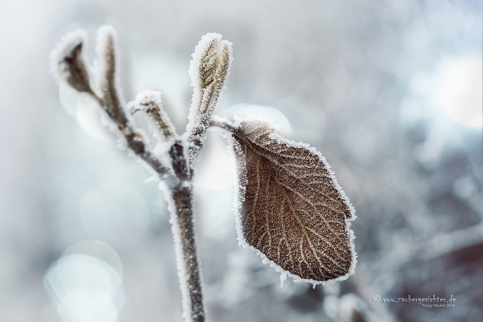 Winterbilder 30.12.2016 DSC_4181.3Wintertraum