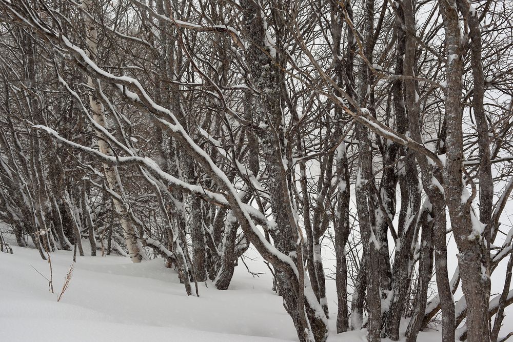 Winterbilder aus dem Engadin