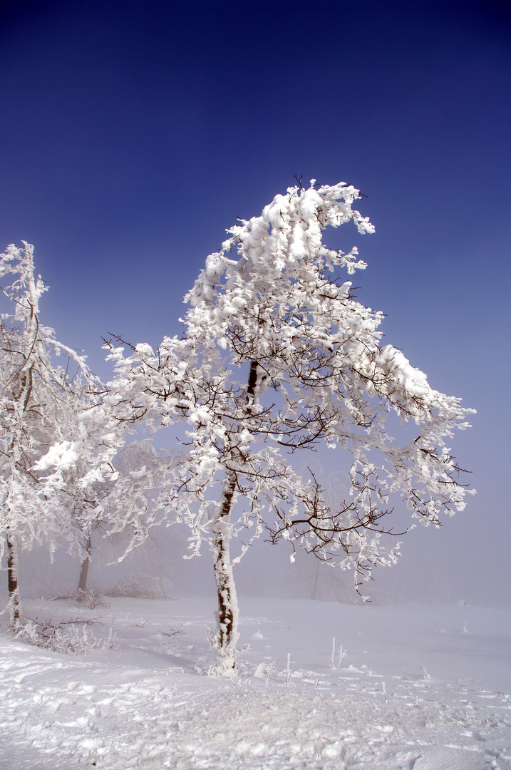 Winterbirke, ganz in weiß... 