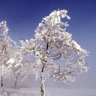 Winterbirke, ganz in weiß... 