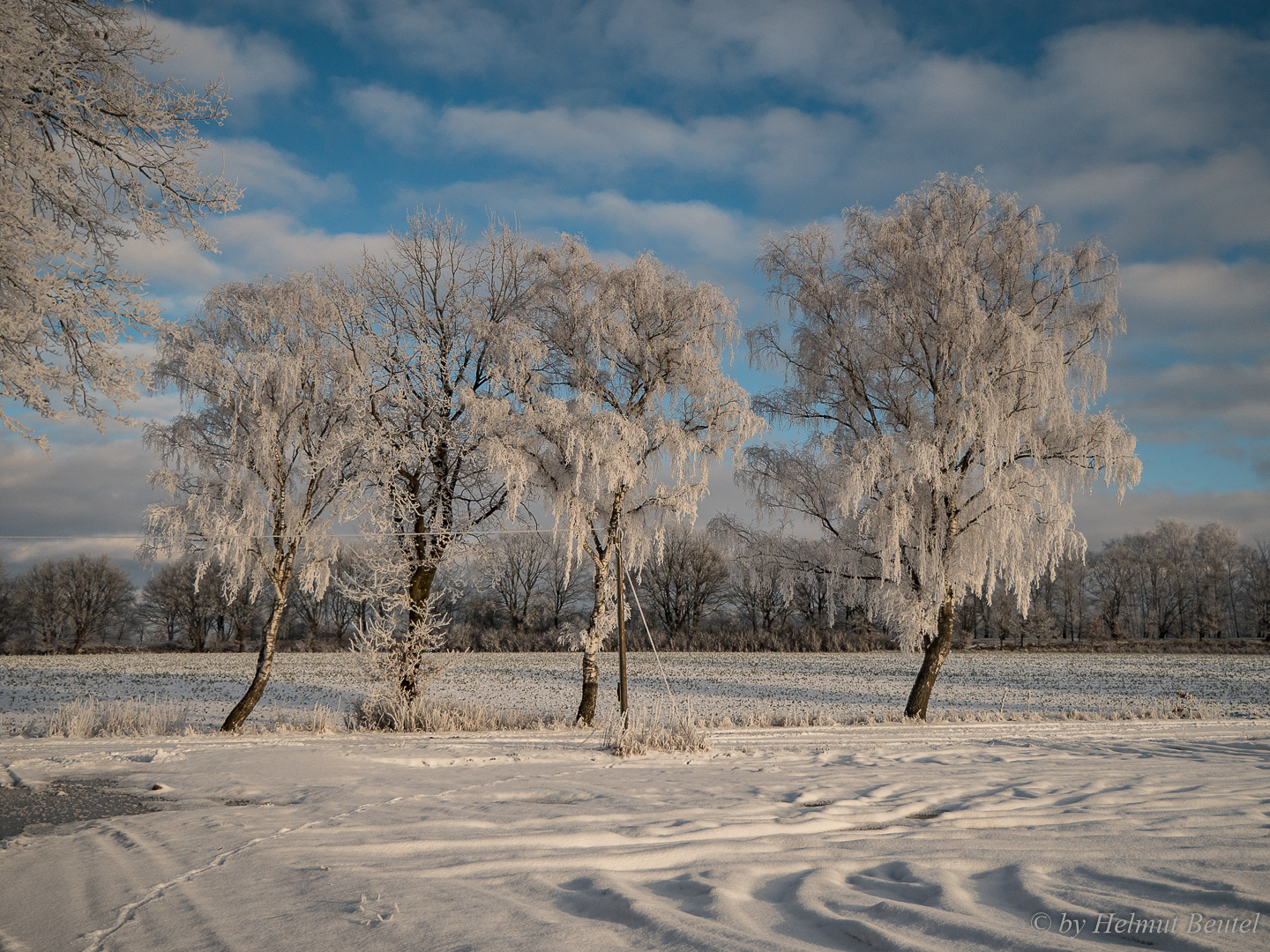 Winterbirken