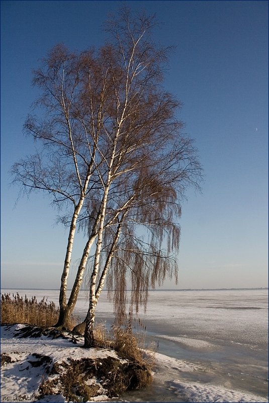 Winterbirken