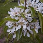 Winterbirne "englische Concorde" in Blüte