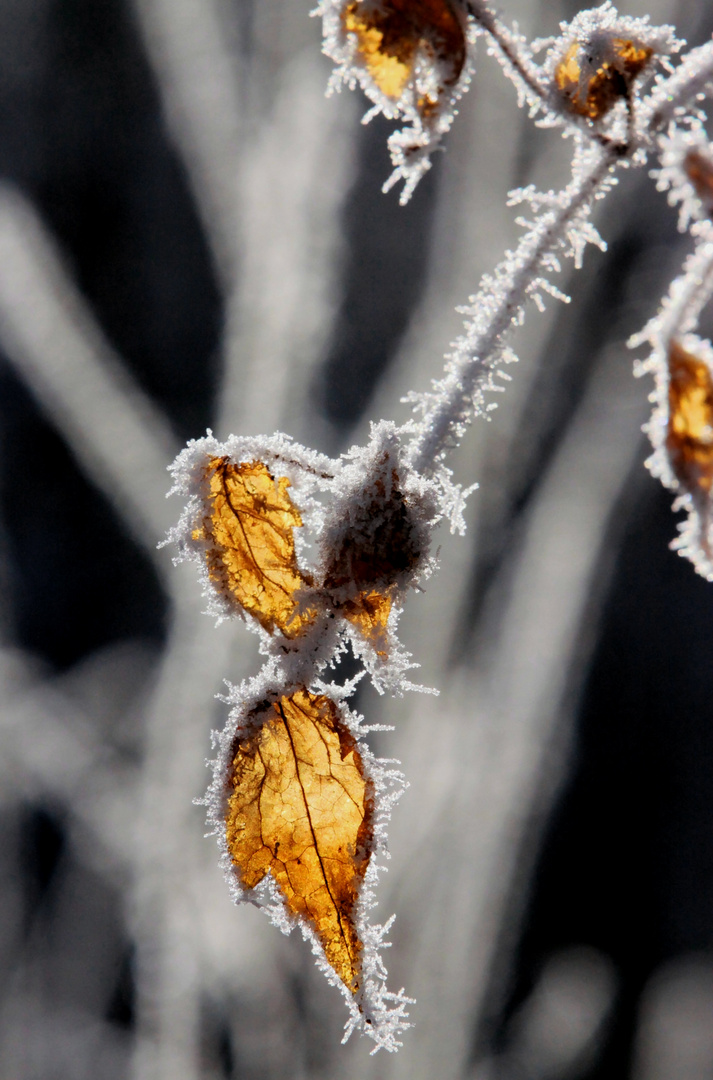 Winterblätter