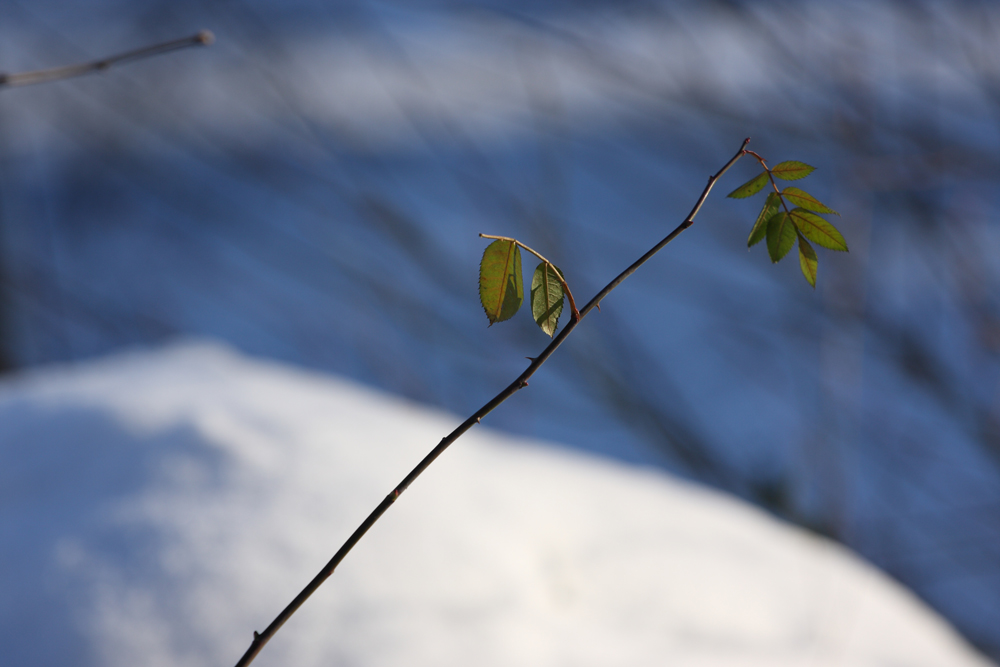 Winterblätter