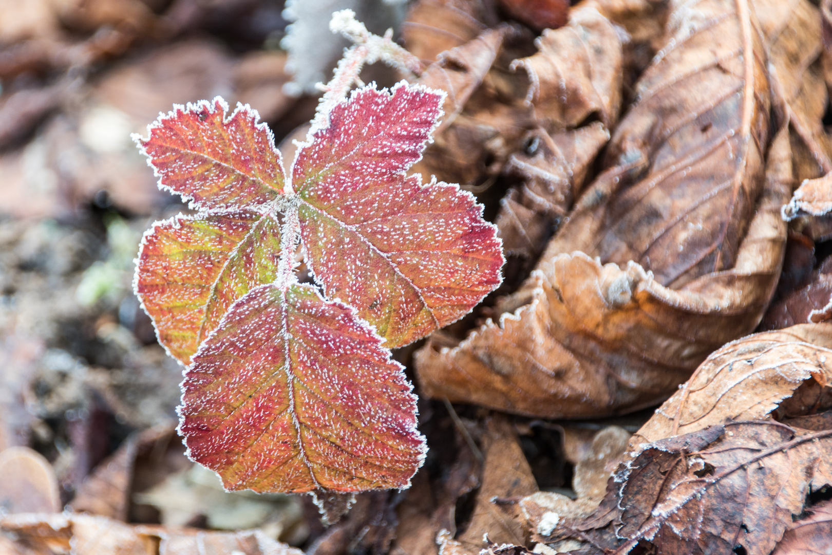 Winterblätter sind schön