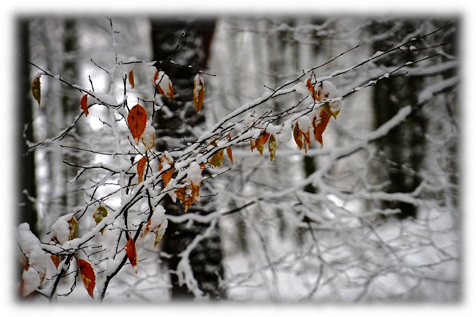 Winterblätter V