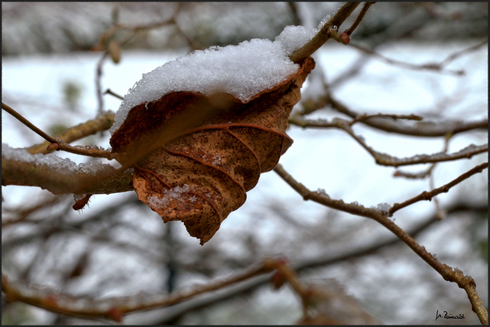 * Winterblatt *