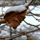 * Winterblatt *