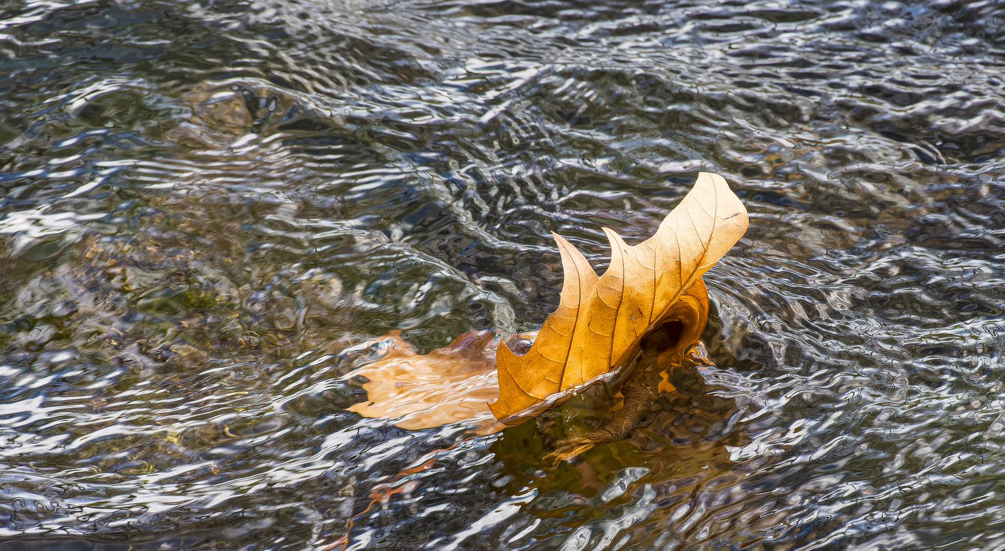 Winterblatt im Fluss