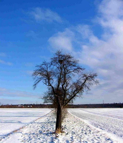 Winterblau