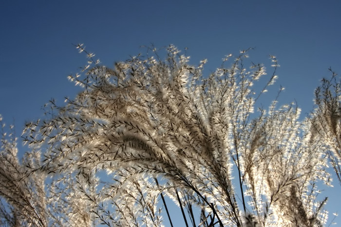 Winterblau mit Gras