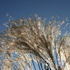 Winterblau mit Gras