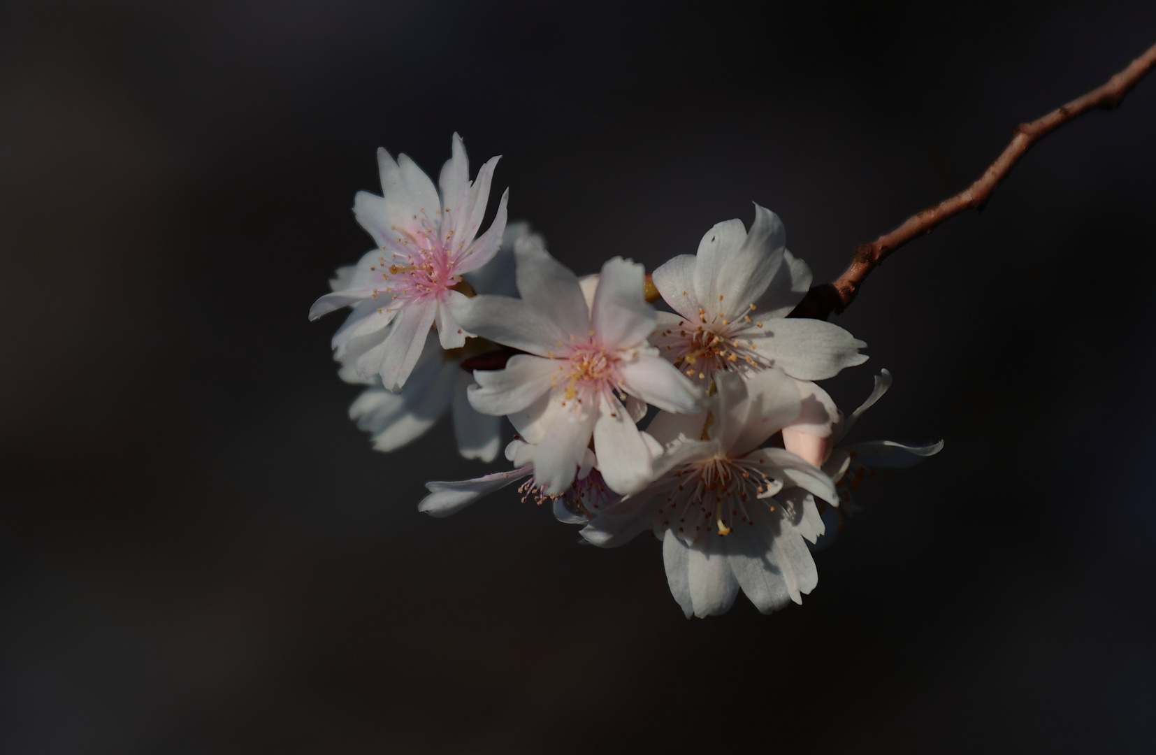 winterblühende Zierpflaume