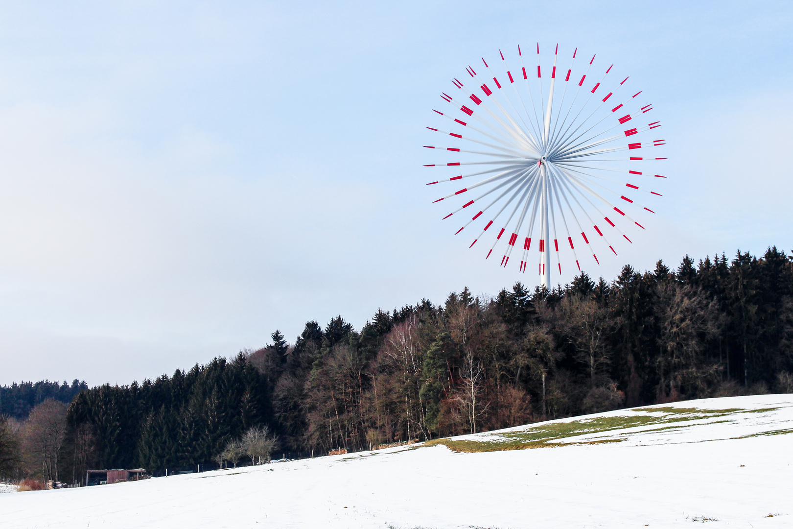 Winterblüher 