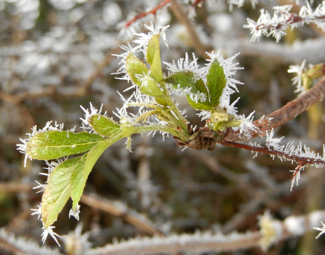 Winterblüher