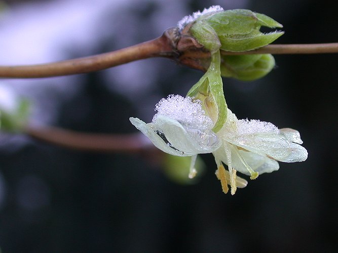 Winterblüher in unserem Garten :-)