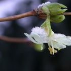 Winterblüher in unserem Garten :-)