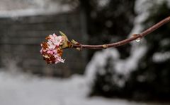 Winterblüher ... Viburnum bodnamtense