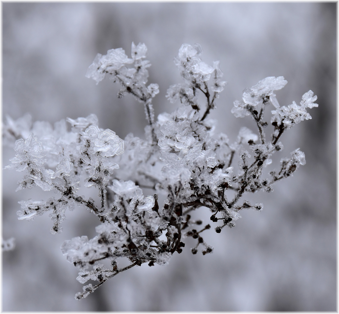 Winterblümchen