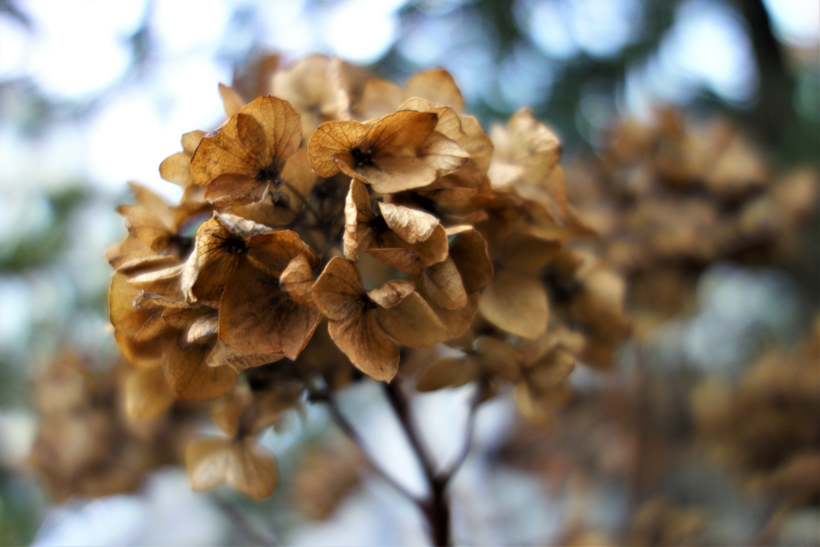 *Winterblümchen*