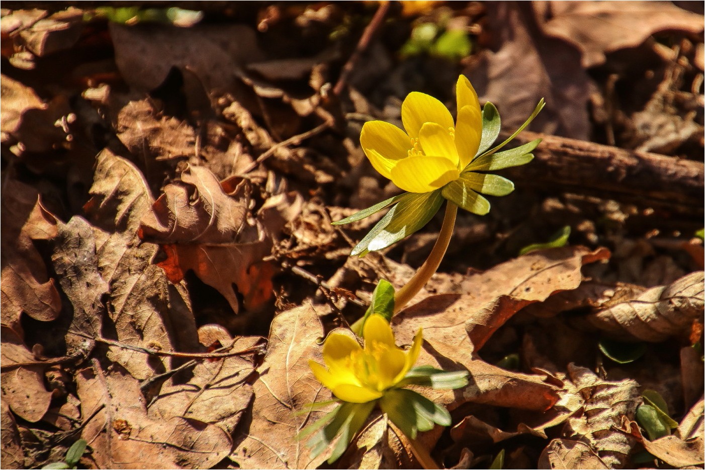 Winterblümchen (1)