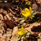 Winterblümchen (1)