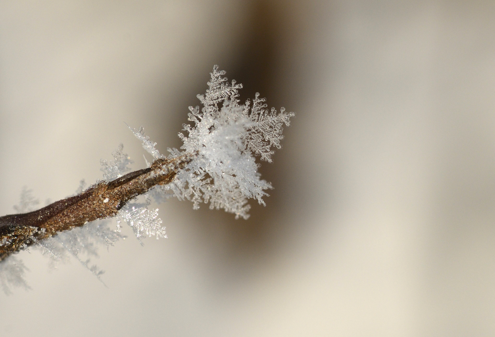 Winterblümchen