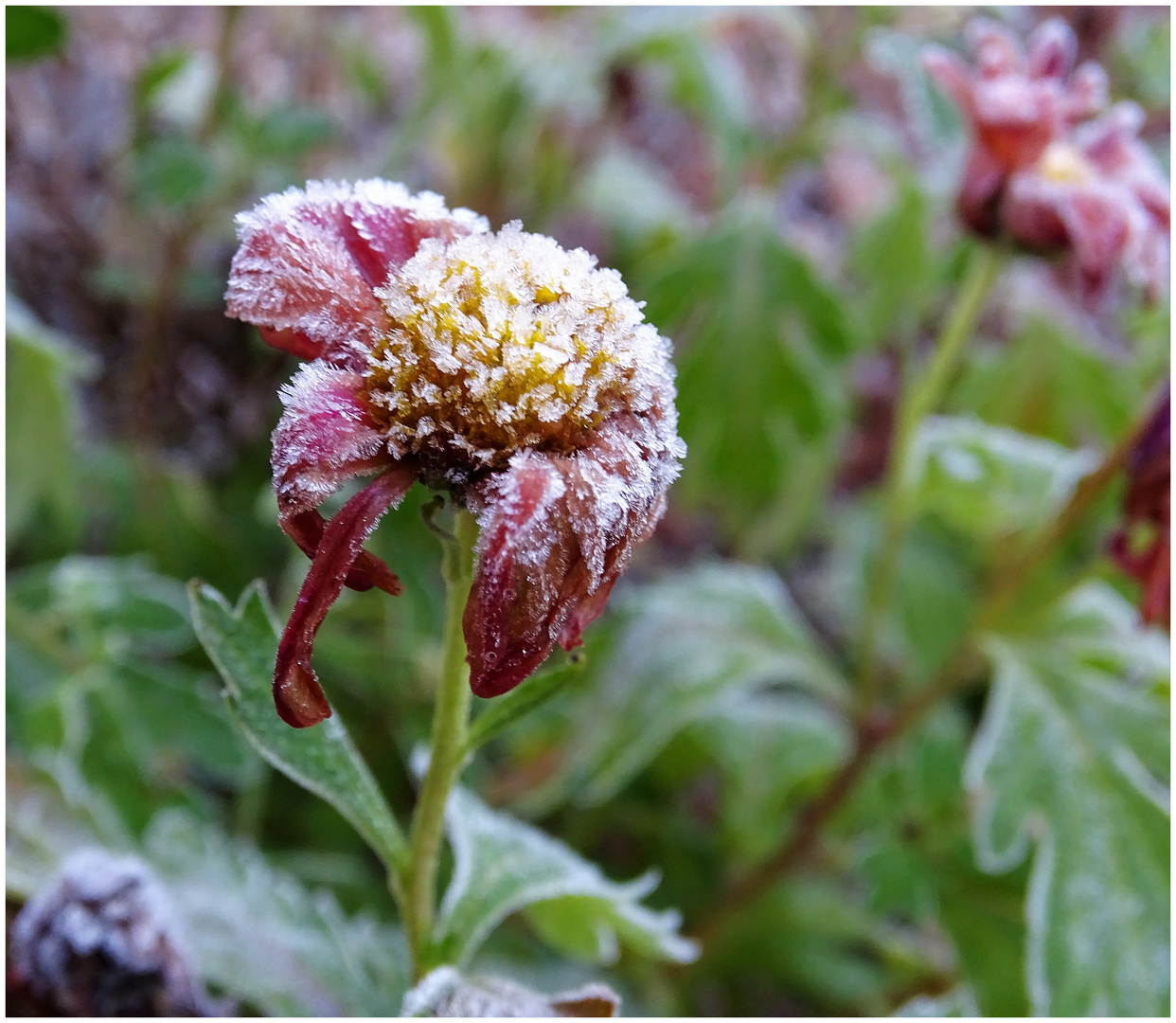 Winterblümchen