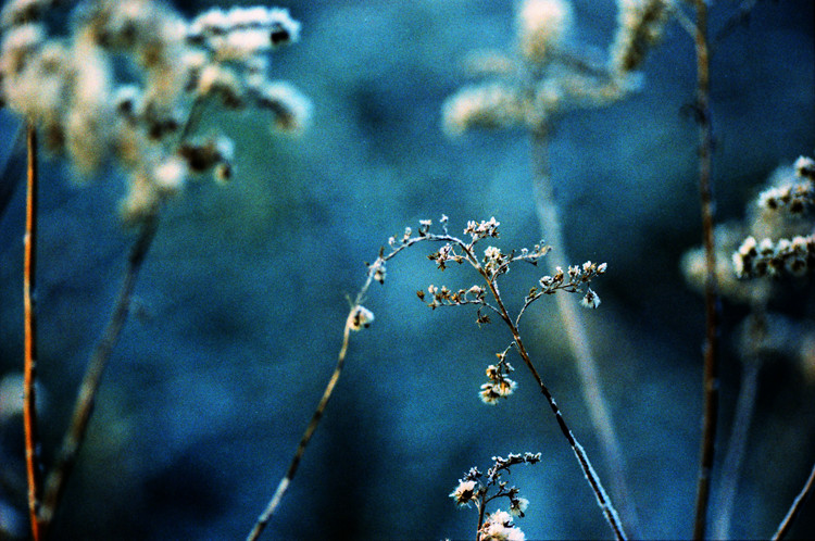 winterblümchen