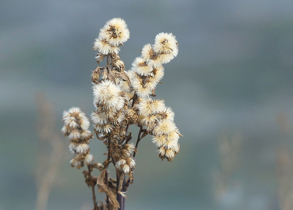 Winterblümchen