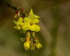 Winterblümchen