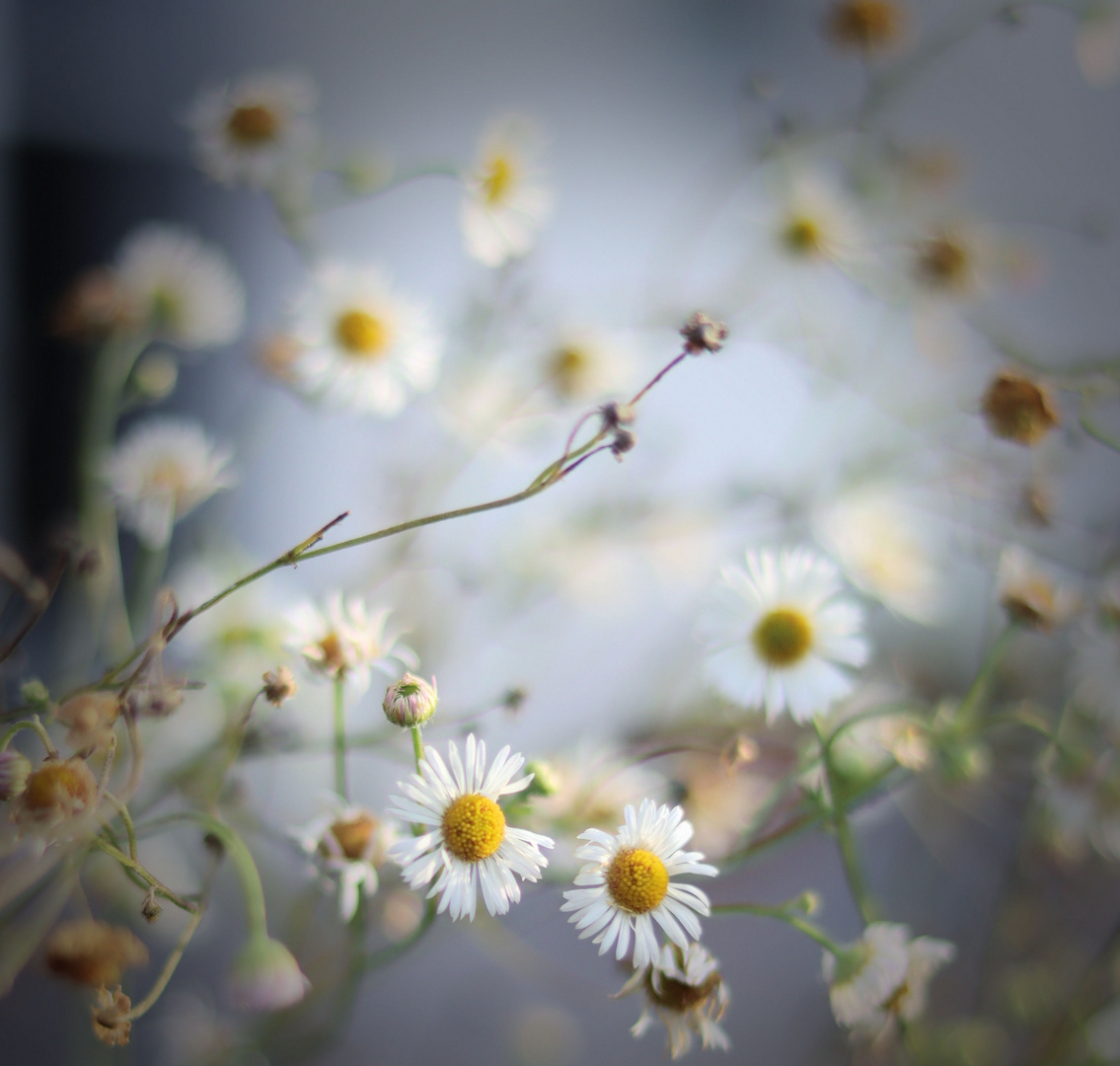 winterblümchen