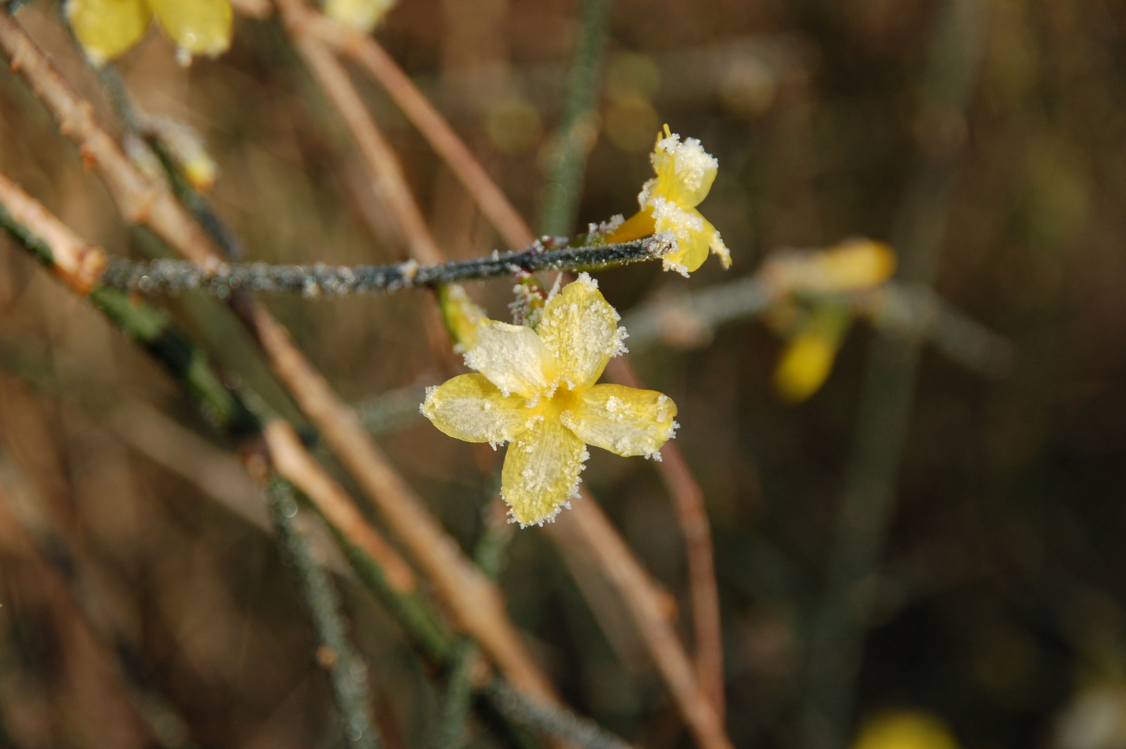 Winterblümchen