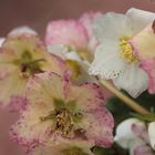 Winterblümchen am Mittwoch