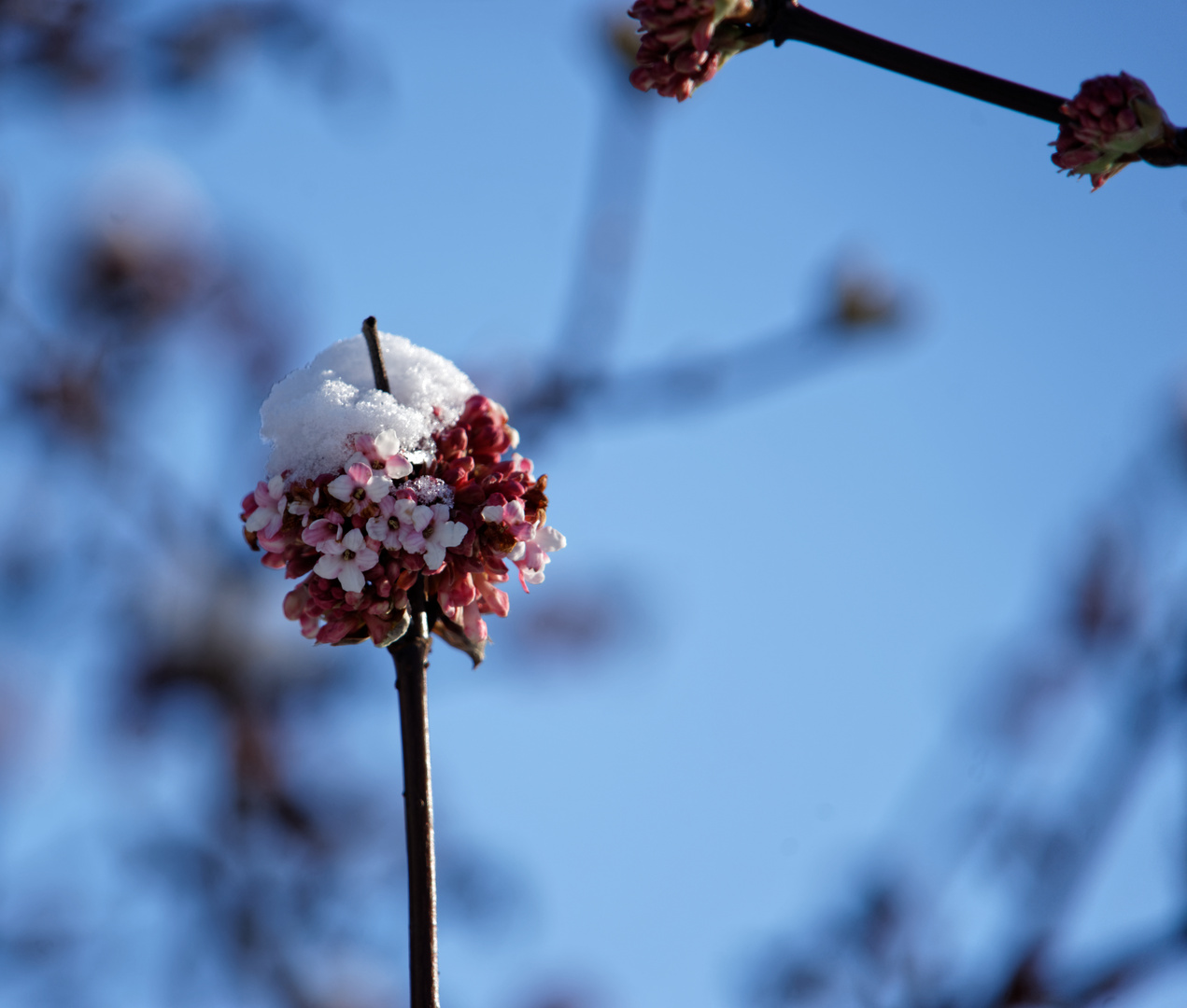 Winterblümchen