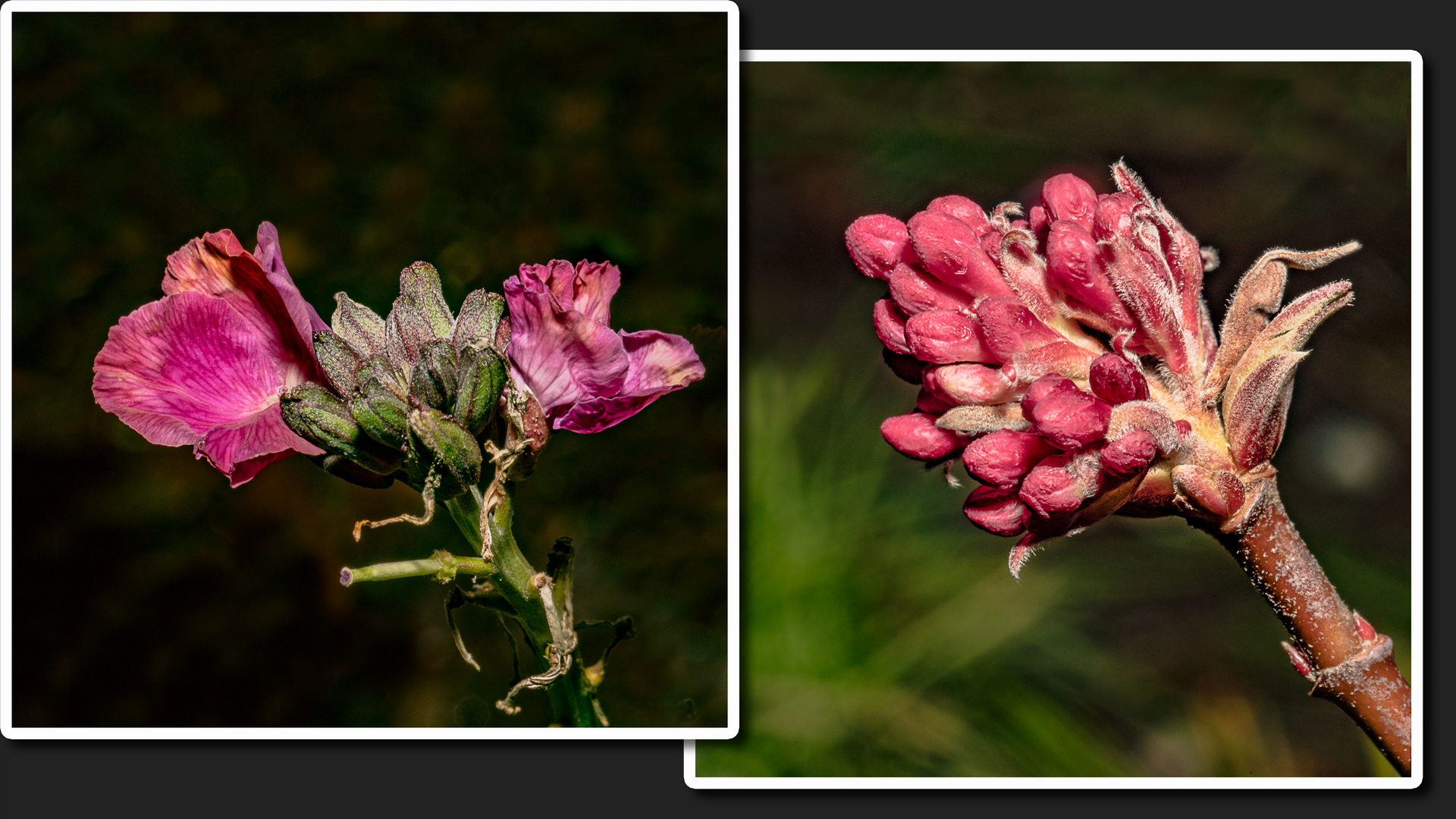 Winterblümchen