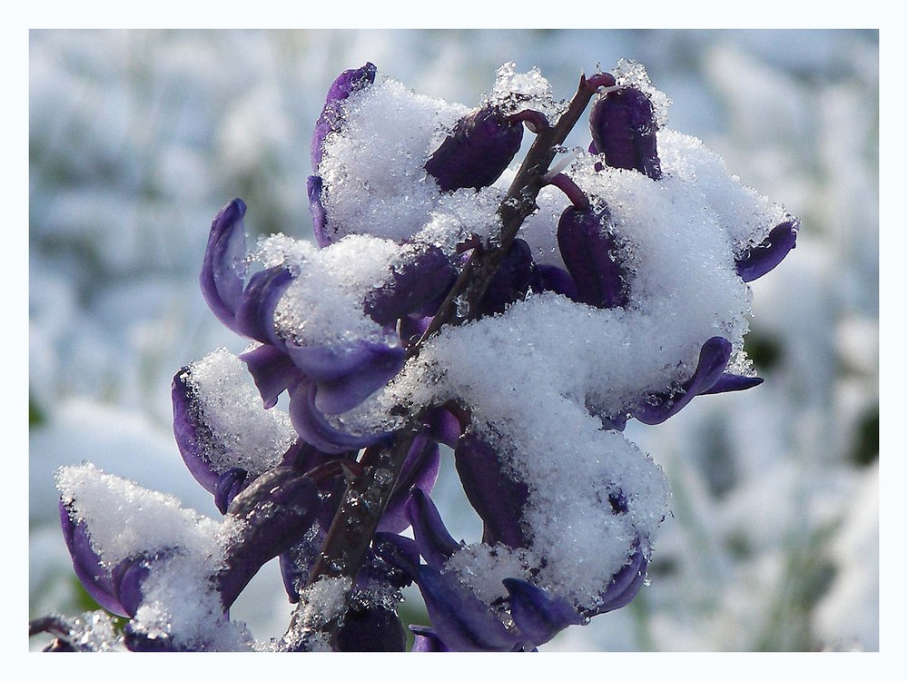 Winterblümchen von Kerstin Jordan